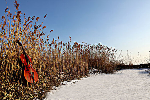 雪地,芦苇,大提琴