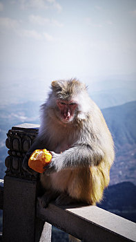 剥橘子的灵猴