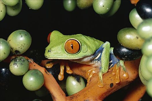 红眼树蛙,肖像,棕榈果,雨林,哥斯达黎加