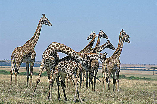 马赛长颈鹿,群,一对,争斗,马赛马拉,公园,肯尼亚