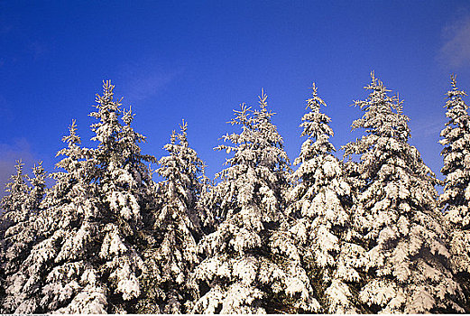 雪,遮盖,树