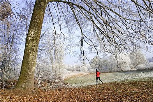 跑步者,冬天,高沼地,感知,地区,弗里堡,瑞士