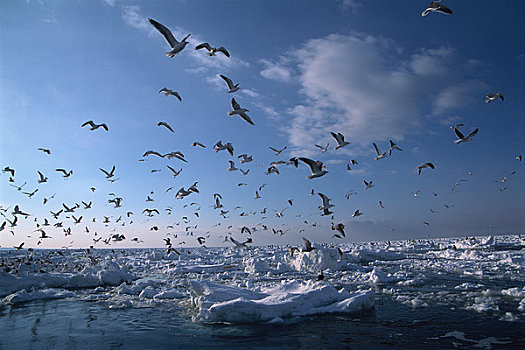 浮冰,海鸥