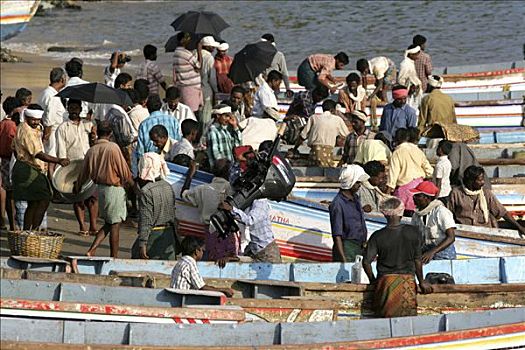 印度,喀拉拉,特里凡得琅,渔村,南,许多,捕鱼者,船,鱼市