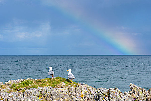 苏格兰,海岸,海鸥,栖息,岩石上,彩虹,上方,北大西洋,英国