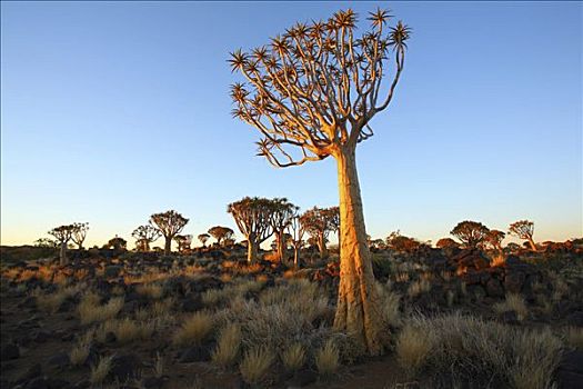 二歧芦荟,基特曼斯胡普,纳米比亚,非洲