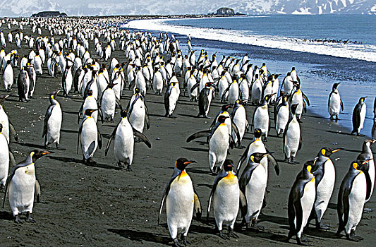 帝企鹅,生物群,站立,海滩,索尔兹伯里平原,南乔治亚