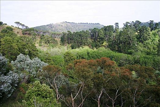 树林,区域,澳洲南部