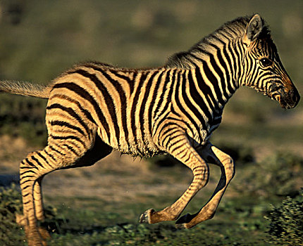 纳米比亚,埃托沙国家公园,年轻,平原斑马,斑马,日落