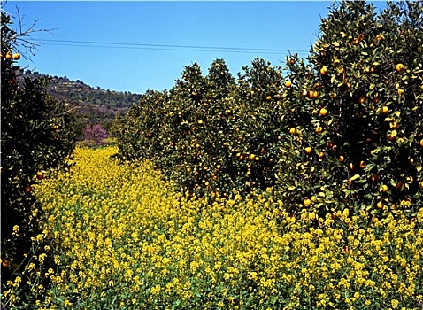 橘林,塞浦路斯