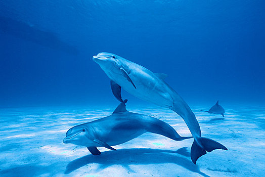 宽吻海豚,海豚,鱼群,南卡罗来纳,美国,北美