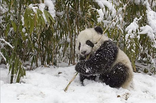 大熊猫,幼兽,卧龙自然保护区,中国