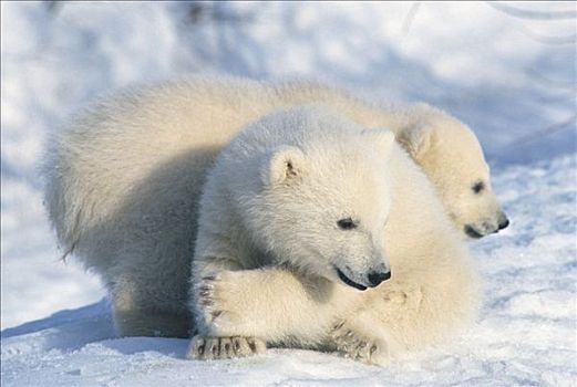 北极熊,幼兽,动物园,阿拉斯加