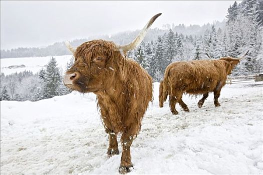 褐色,高原牛,暴风雪,北方,提洛尔,奥地利,欧洲