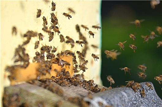 许多,蜜蜂,入口,蜂巢,蜂场