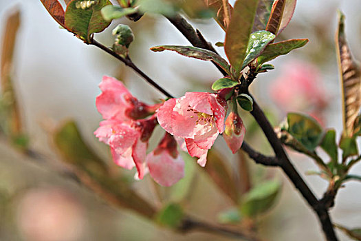 海棠花,花卉