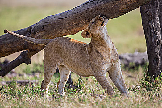肯尼亚,马赛马拉,幼狮,头部,秋天,树干,马赛马拉国家保护区