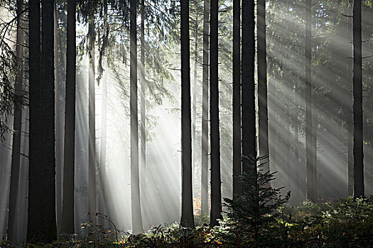 光线,阳光,发光,树,雾,云杉,树林,秋天,黑森林,巴登符腾堡,德国,欧洲