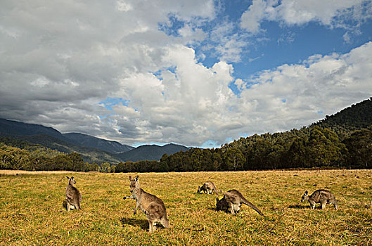 大灰袋鼠,哥斯高国家公园,新南威尔士,澳大利亚