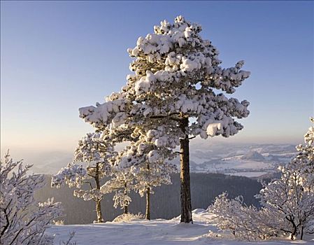 三个,积雪,松树,山,下奥地利州