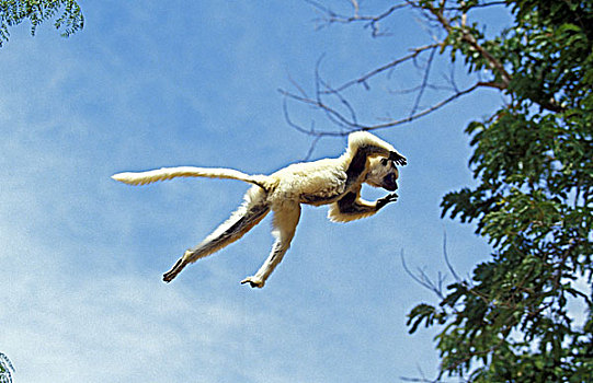 维氏冕狐猴,成年,跳跃,树,贝伦提保护区,马达加斯加
