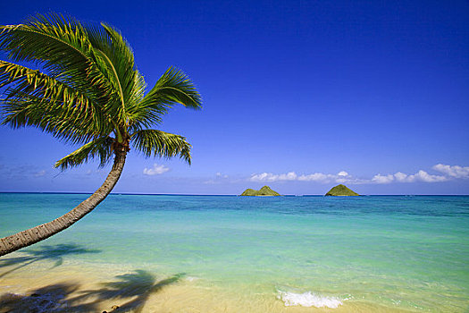 夏威夷,瓦胡岛,棕榈树,上方,蓝色,海洋