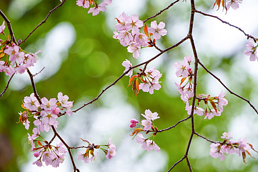 櫻花