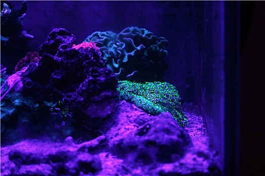 荧光,珊瑚