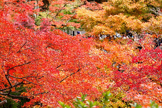 日本京都东福寺