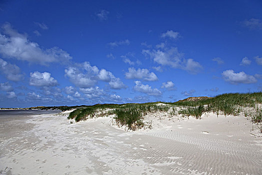 岛屿,安洪姆,北海,石荷州,海洋,国家公园,石勒苏益格,黑白花牛,德国