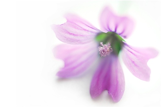 水疗,紫花