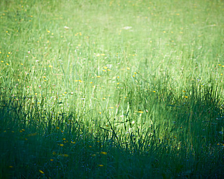 草地,黄色,花,模糊,阳光,影子