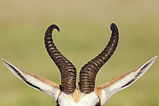 跳羚,犄角,卡拉哈里沙漠,南非