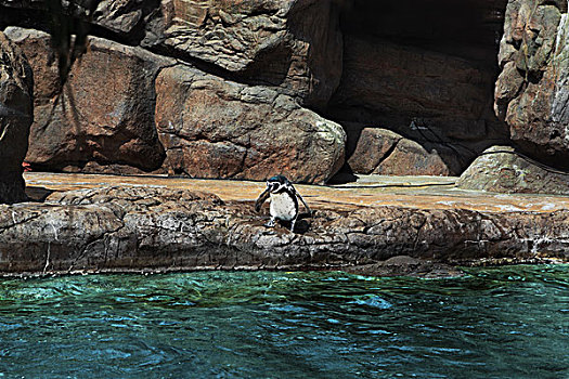 珠海长隆海洋王国水族馆的小企鹅
