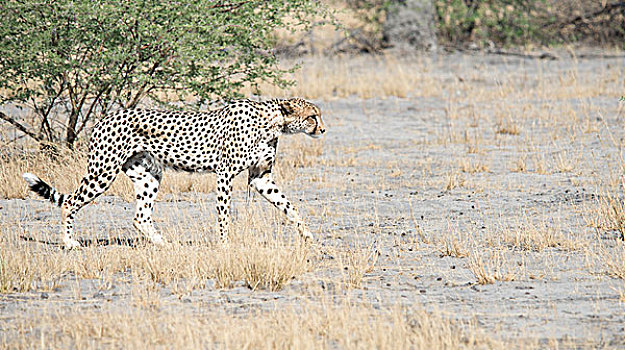 博茨瓦纳,非洲,印度豹,走,大幅,尺寸