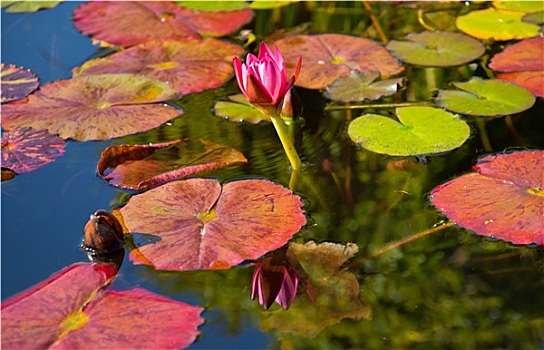 粉色,水,反射,圣胡安卡皮斯特拉诺,花园