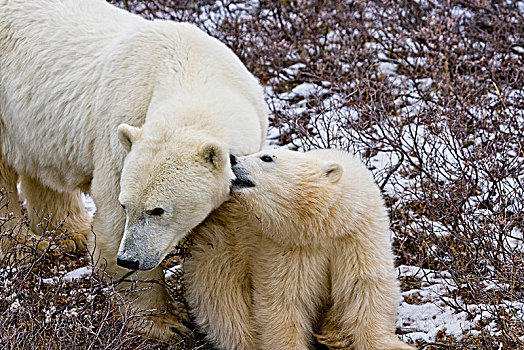 北极熊,母熊,幼兽,丘吉尔市,野生动物,管理,区域,哈得逊湾,曼尼托巴,加拿大
