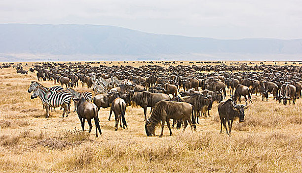 非洲,坦桑尼亚,角马,牧群,恩戈罗恩戈罗火山口