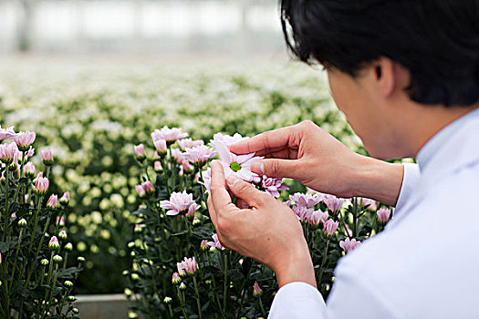 科学家,看,花