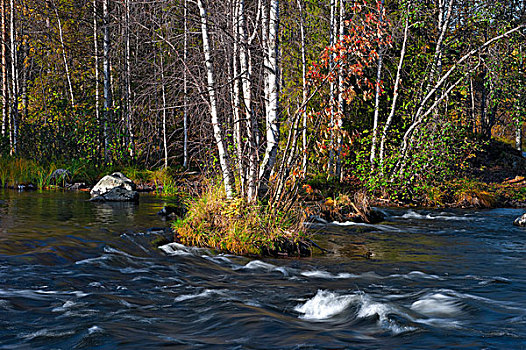 桦树,树,秋天,彩色,河,芬兰,欧洲
