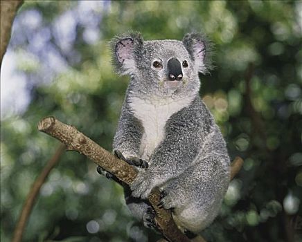 树袋熊,布里斯班,澳大利亚