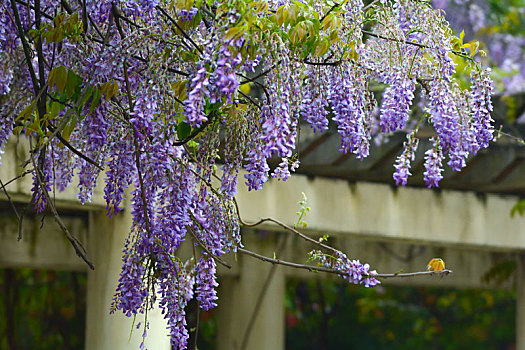 紫藤花特写