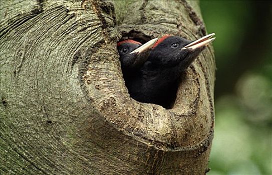 黑啄木鸟,一对,偷窥,室外,巢穴,树上,欧洲