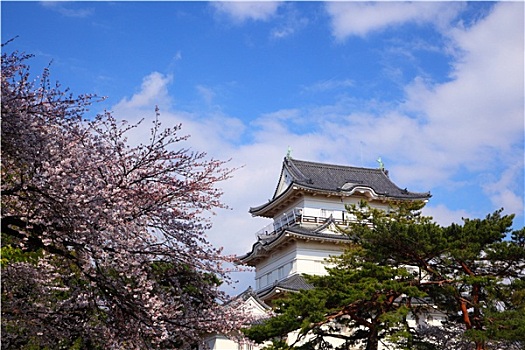 小田原,城堡,樱花