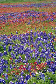 丘陵地区,野花,沙子,羽扇豆属,上油漆,德克萨斯