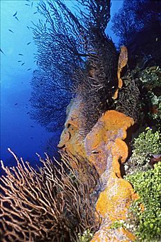 珊瑚,水下,海洋,鞭子,柳珊瑚目,橙色,海绵,开曼群岛,西印度群岛