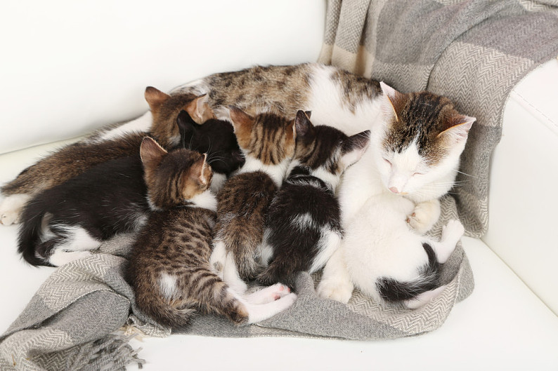 可爱_小_小猫_妈妈_特写_高清图片_全景视觉