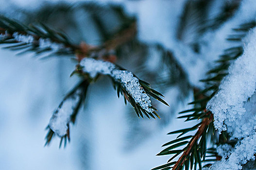 特写,冰,树,冬季风景,布罗肯,哈尔茨山,德国