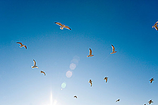 海鸥,飞,蓝天,春天,山,佛罗里达,美国