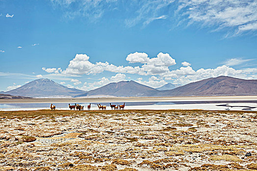 牧群,美洲驼,风景,盐湖,波托西地区,玻利维亚,南美